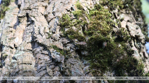 Запреты и ограничения на посещение лесов введены в 23 районах Беларуси