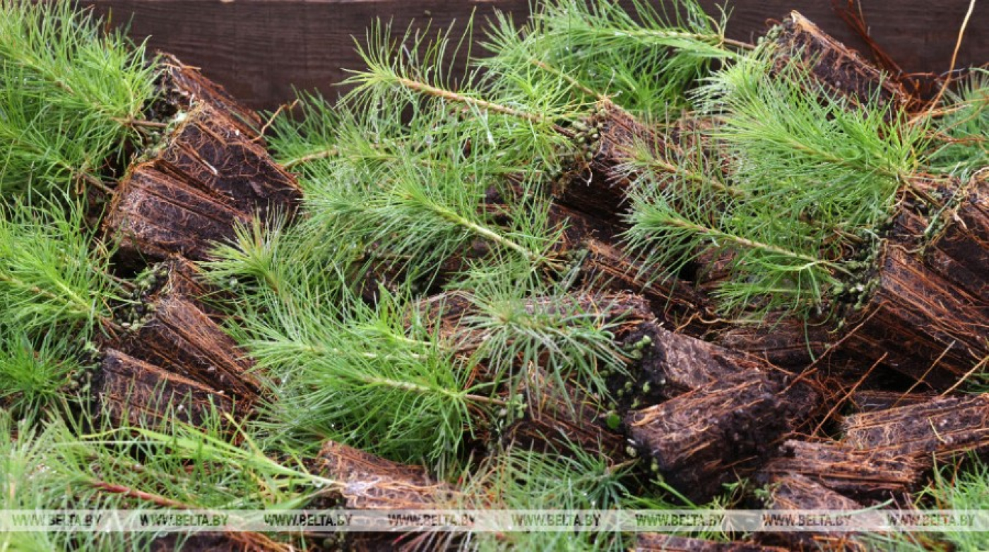 Белорусам предложили посадить дерево во время акции "Аднавім лясы разам!"