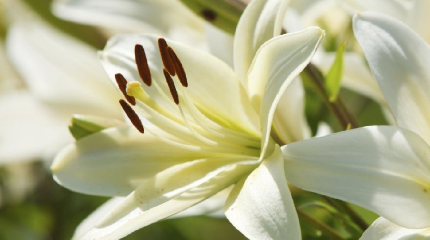 Размножаем лилии быстро и эффективно