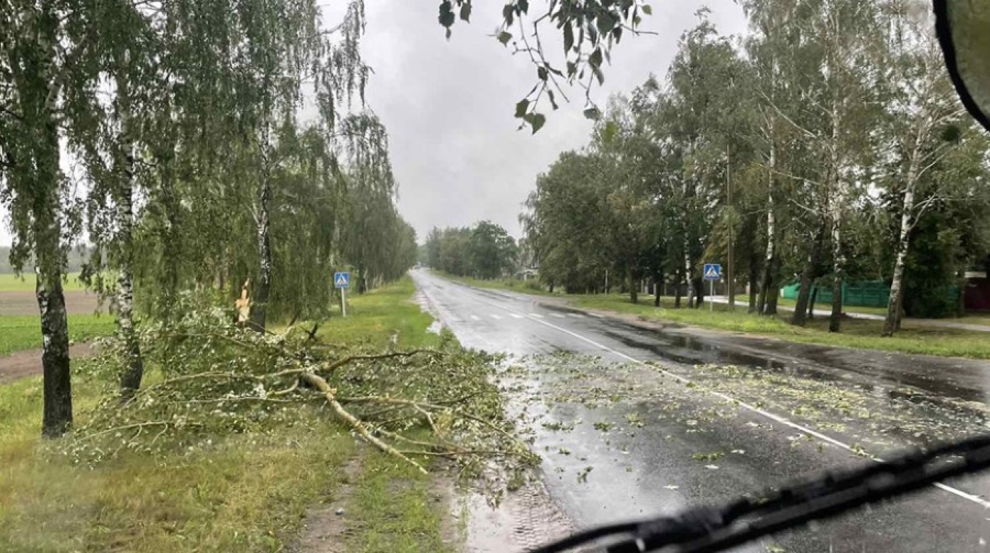 Непогода стала причиной падения 98 деревьев, повреждены 6 авто