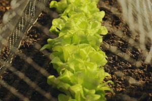 Что посадить в апреле из овощей и зелени? Полный список культур