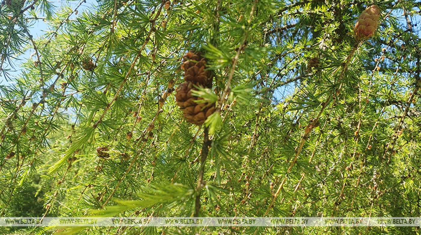 Запреты и ограничения на посещение лесов введены в 99 районах Беларуси