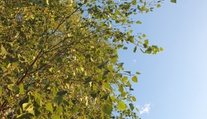 По-летнему теплая погода будет сегодня в Беларуси