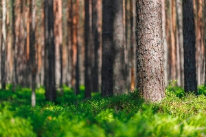 Почти все зеленое: лишь в одном районе Беларуси запрещено посещение леса