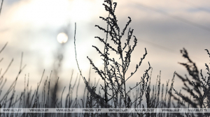 Мокрый снег, до -5°С днем и гололедица прогнозируются в Беларуси 17 ноября