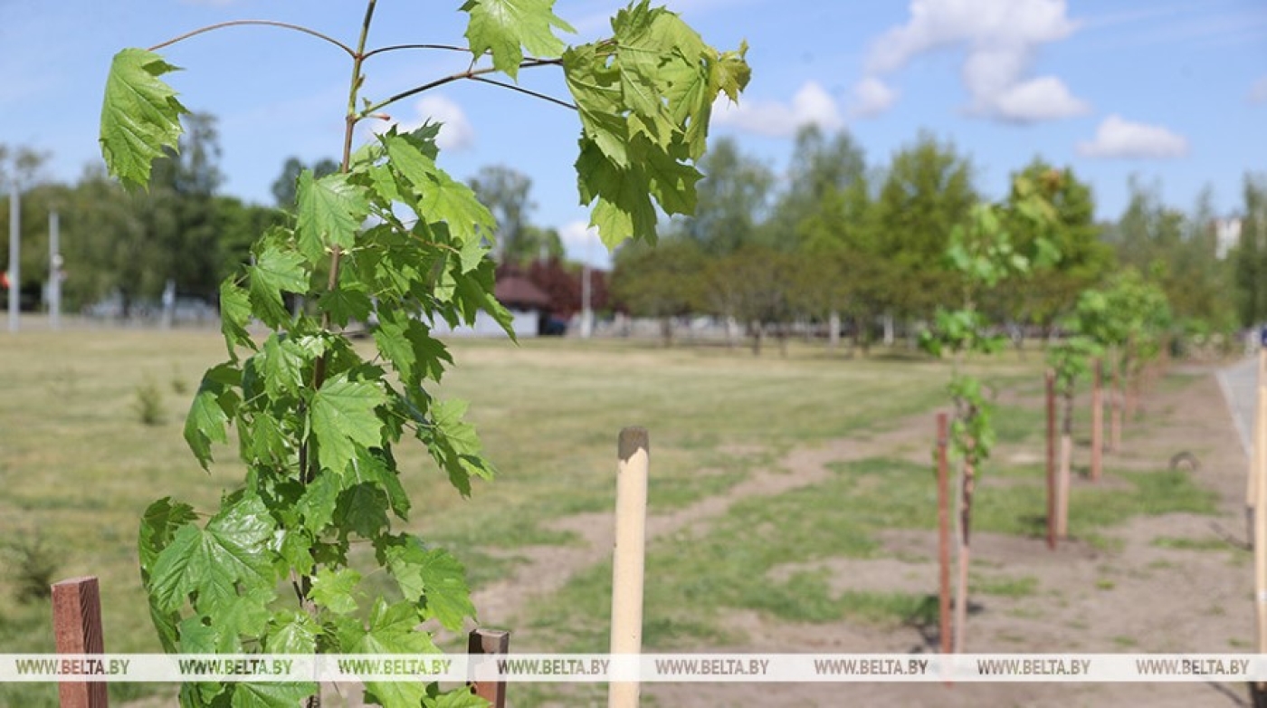 Свыше 300 тыс. деревьев и почти 380 тыс. кустарников высажено в Беларуси с начала года