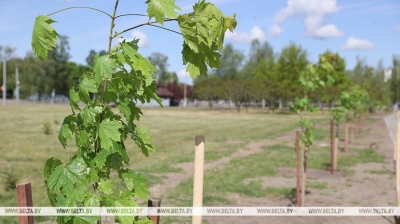 Свыше 300 тыс. деревьев и почти 380 тыс. кустарников высажено в Беларуси с начала года