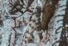 Никогда не подкармливайте золой эти растения