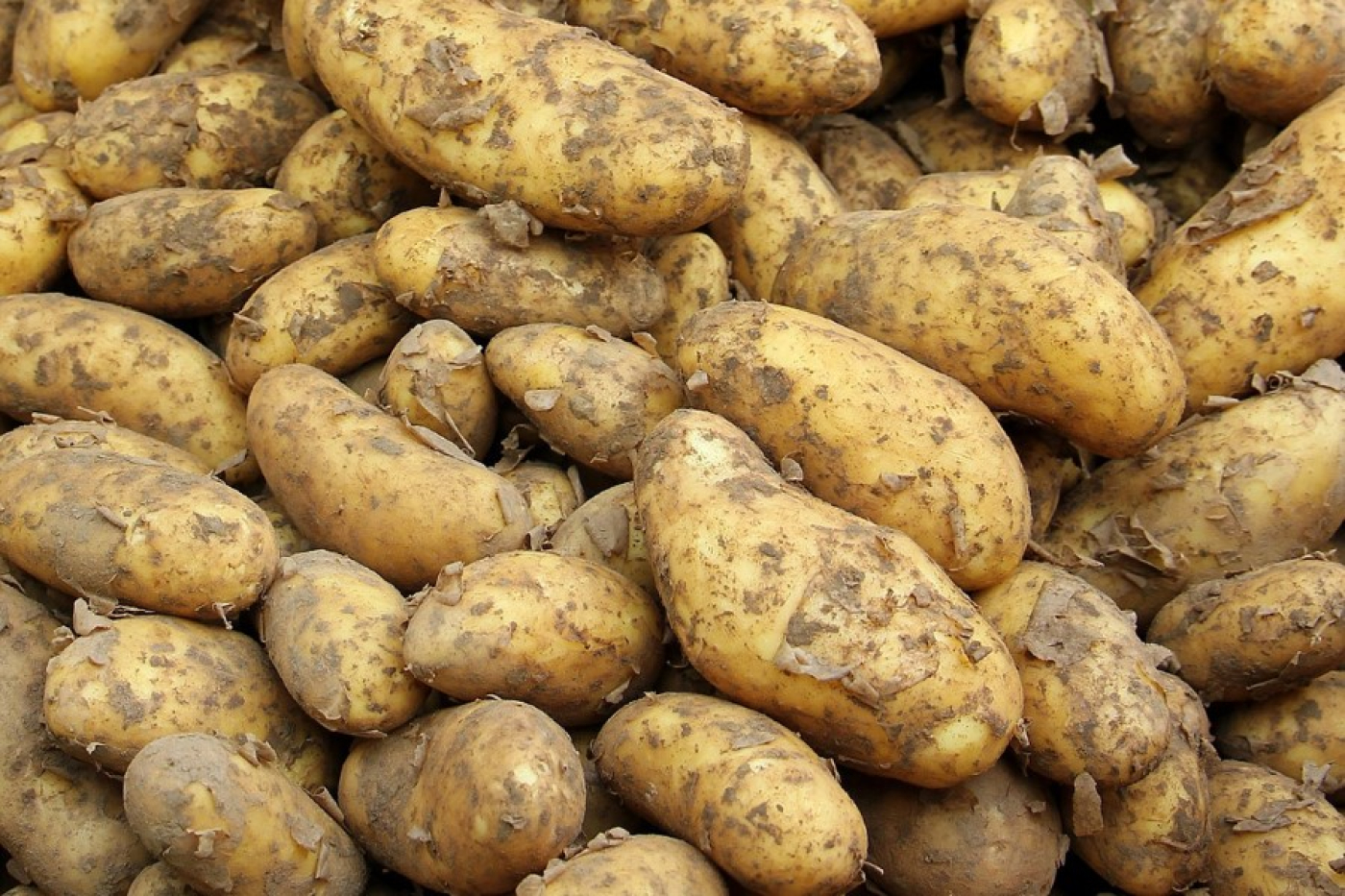 Нужно ли обрезать ботву картофеля перед уборкой урожая: советы биолога