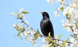 "Заповедный кадр": соревнования по фотобердингу проведут в Березинском заповеднике 17 и 18 мая
