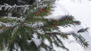Морозы до -27°С, снег и гололедица. Какой будет погода в Беларуси с 6 по 11 января