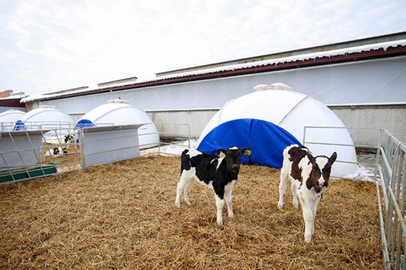 "Комплекс построили, все зачистили - распишись". Лукашенко о подходах в наведении порядка на селе