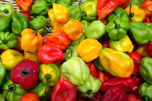 Как продлить плодоношение перца: подкормка суперфосфатом в августе