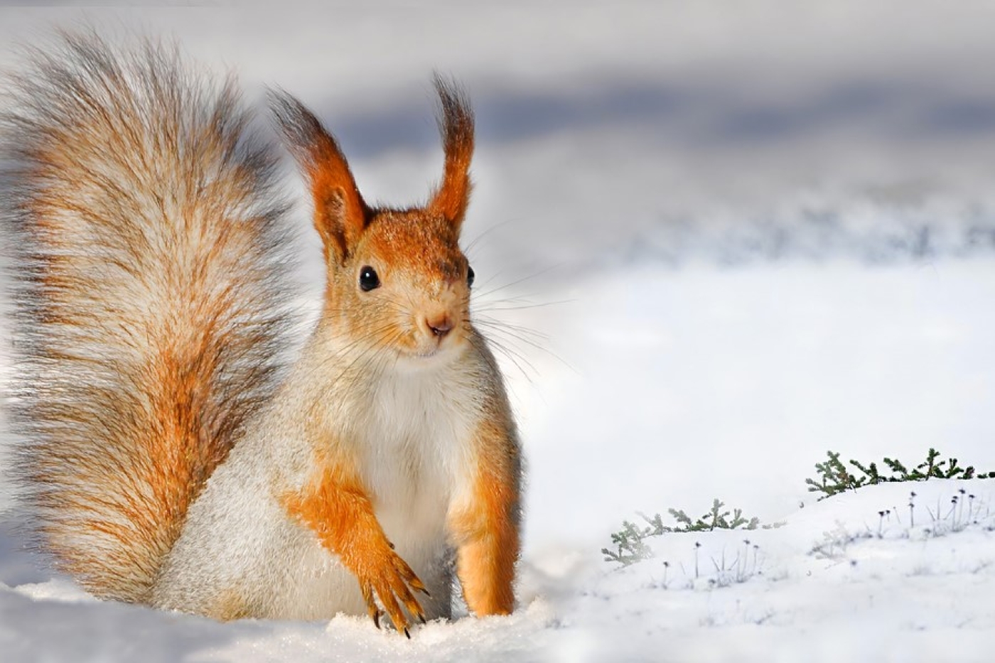 Классическая зима придет к середине недели. Рябов — о погоде в Беларуси с 22 по 28 декабря
