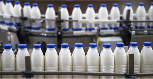 В Минской области за девять месяцев произведено более 1,6 млн тонн молока