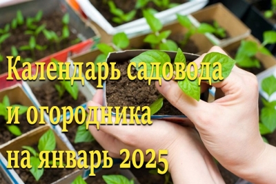 Календарь садовода и огородника на январь 2025 года