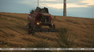 В Беларуси намолотили более 3,8 млн тонн зерна