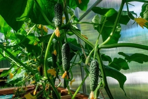 Как получить богатый ранний урожай огурцов