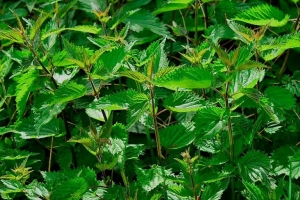 Вырывать или выводить гербицидами: что делать с крапивой на участке