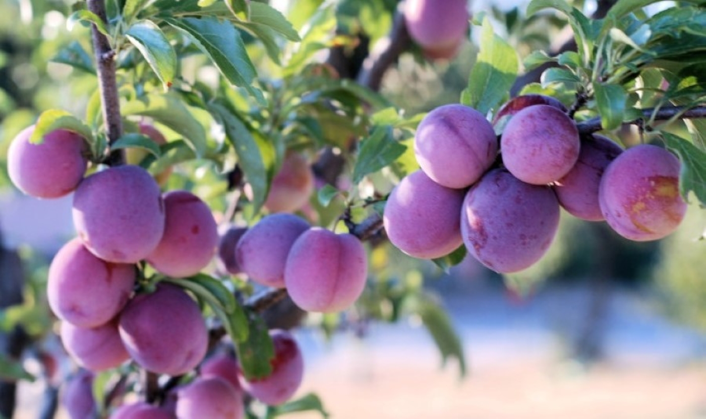 Как добиться обильного урожая слив: основные причины низкой плодоносимости и эффективные решения