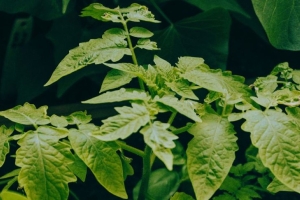 Проверьте свою рассаду томатов: исправить можно до апреля