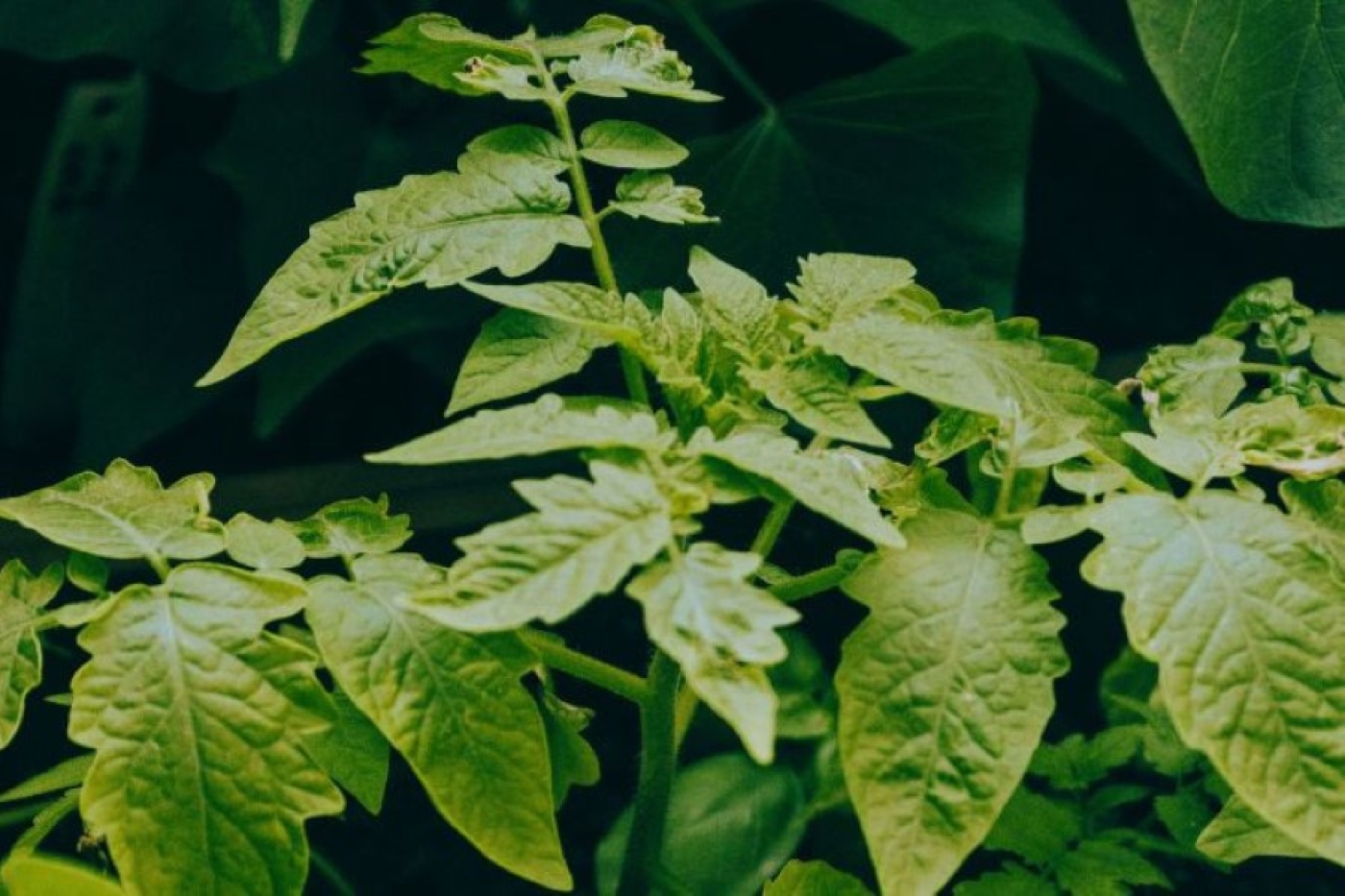 Проверьте свою рассаду томатов: исправить можно до апреля