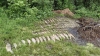 Массовая гибель рыбы на реке Плиса в Борисове. Экологи и следствие выясняют причины