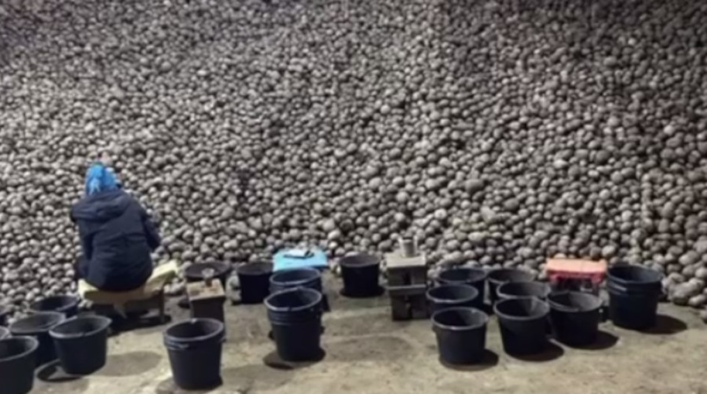 МАРТ проверил наличие и качество картофеля в 20 овощехранилищах. Нарушений не выявлено