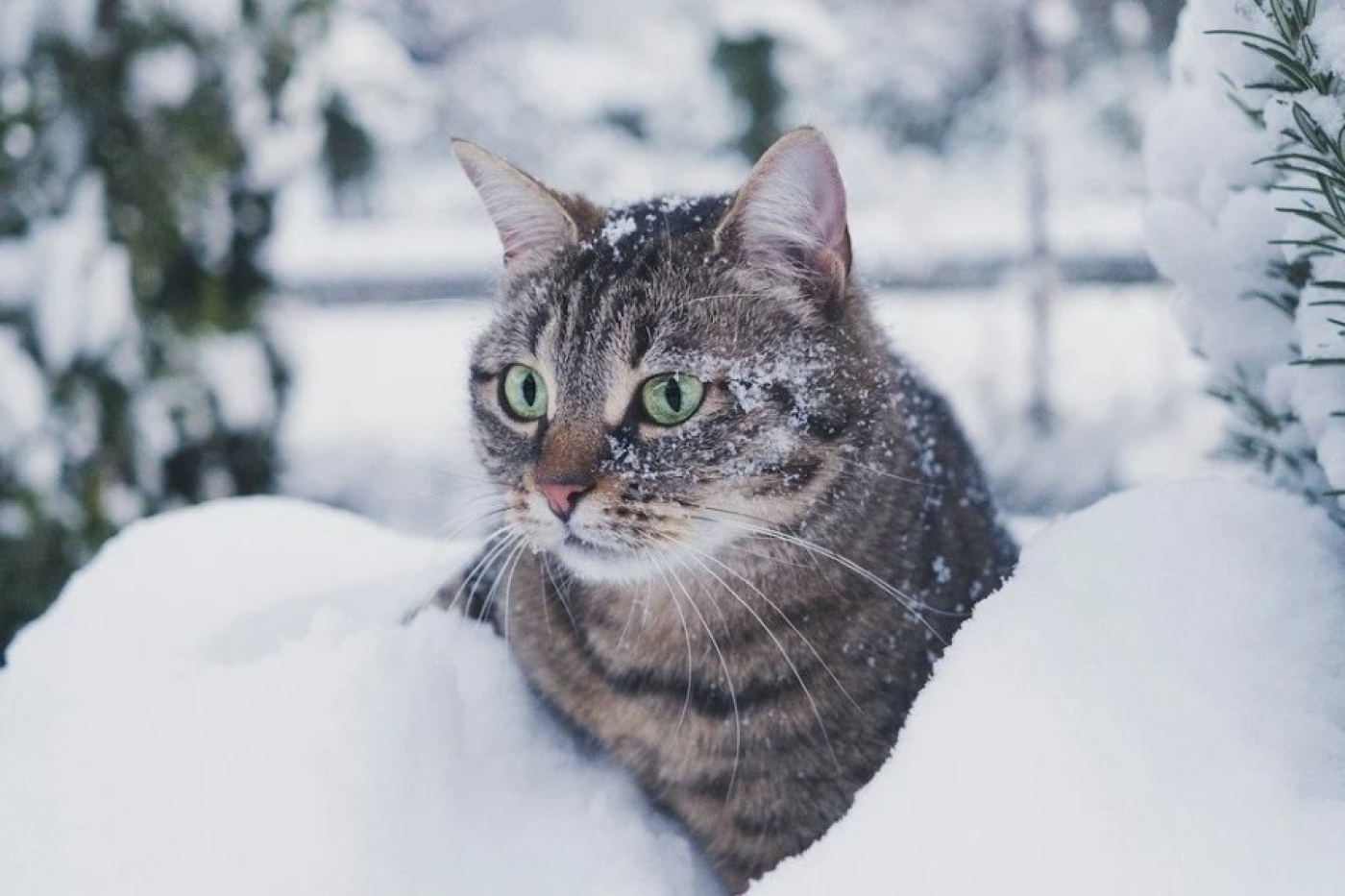 Погода в Беларуси 13 января: снег, гололедица и от -7 °С до -22 °С