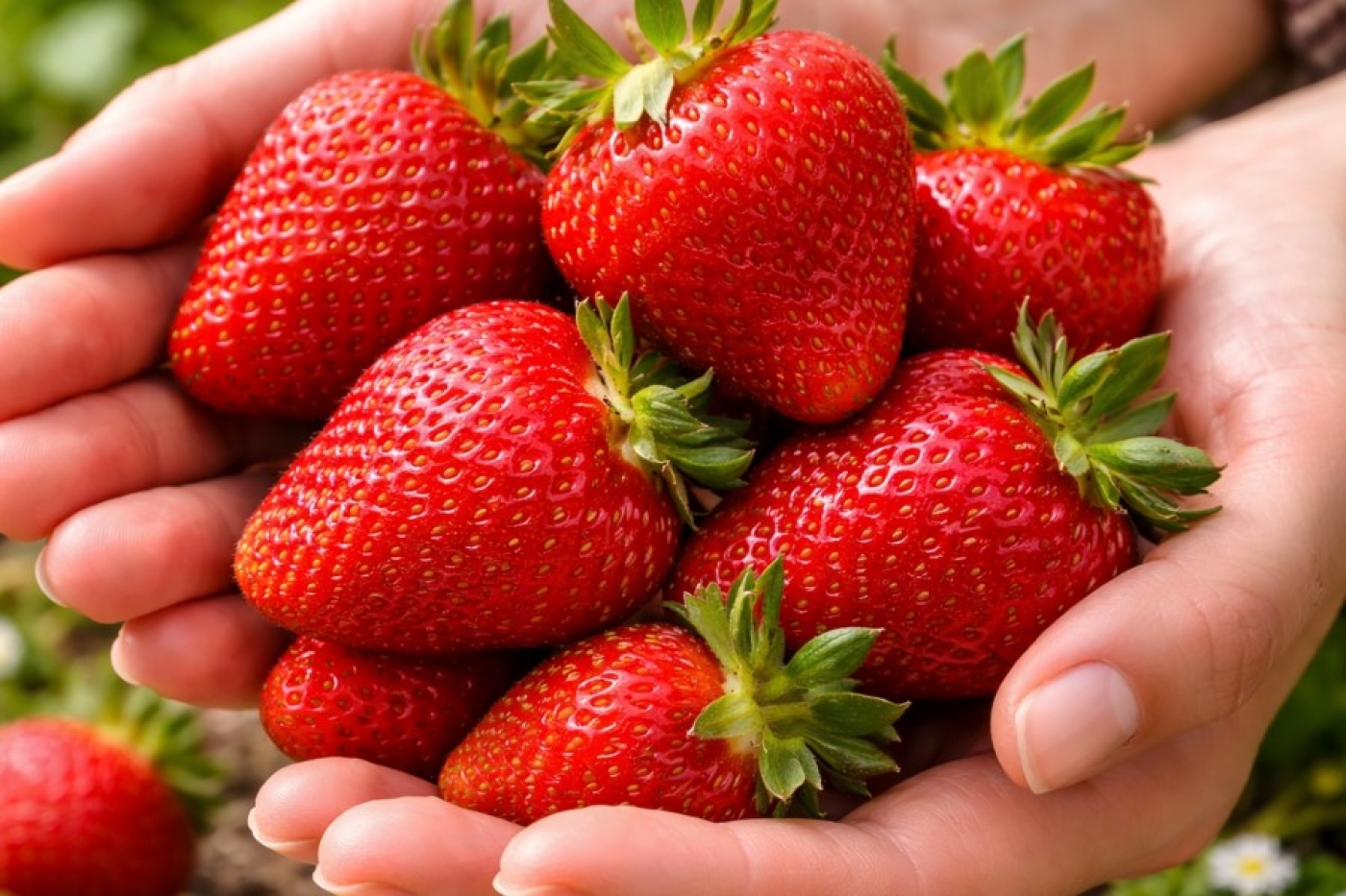 Чайная ложка до цветения — и клубника вырастает с крупный орех: секрет мясистых и сладких ягод