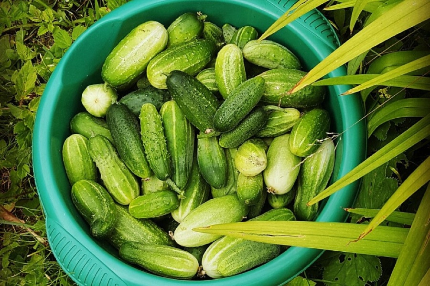 Посейте огурцы в эти даты – и соберете урожай раньше всех