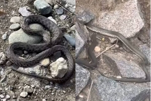 В Беларуси начался «змеиный сезон»