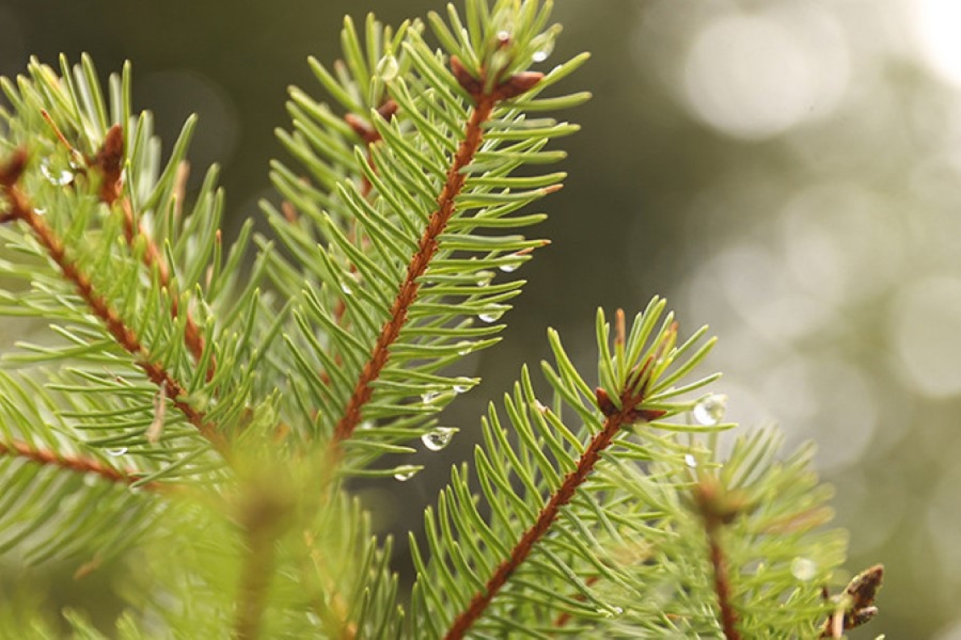 ЖКХ Минской области запускает акцию по утилизации новогодних деревьев