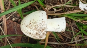 Пенсионерка в Дрогичине приняла ядовитые грибы за съедобные и умерла от отравления