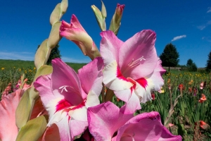 Гладиолусам будут завидовать все соседи: дайте цветам это