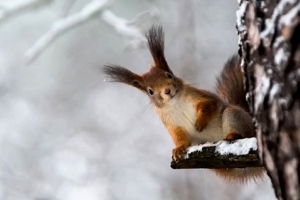 Погода 23 января: гололедица, небольшой снег и до -11 °С днем