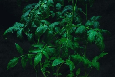 Переросла рассада томатов? Рассказываем, что нужно с ней сделать