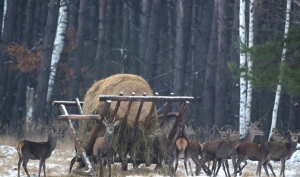 В Беловежской пуще начали сезон подкормки животных. Что в меню?