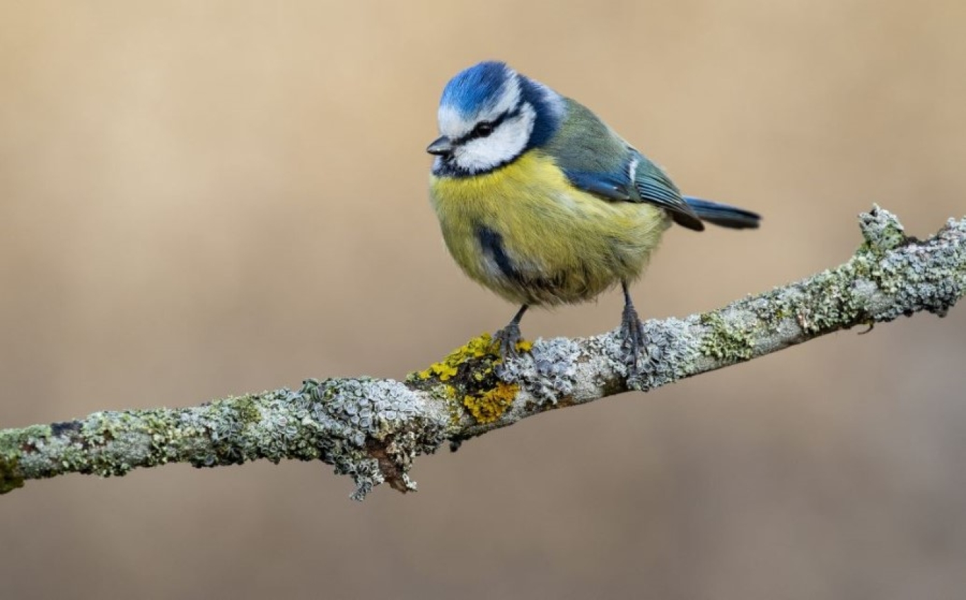 Погода в Беларуси 18 декабря: без существенных осадков, слабый гололед и от –4 °С до +5 °С