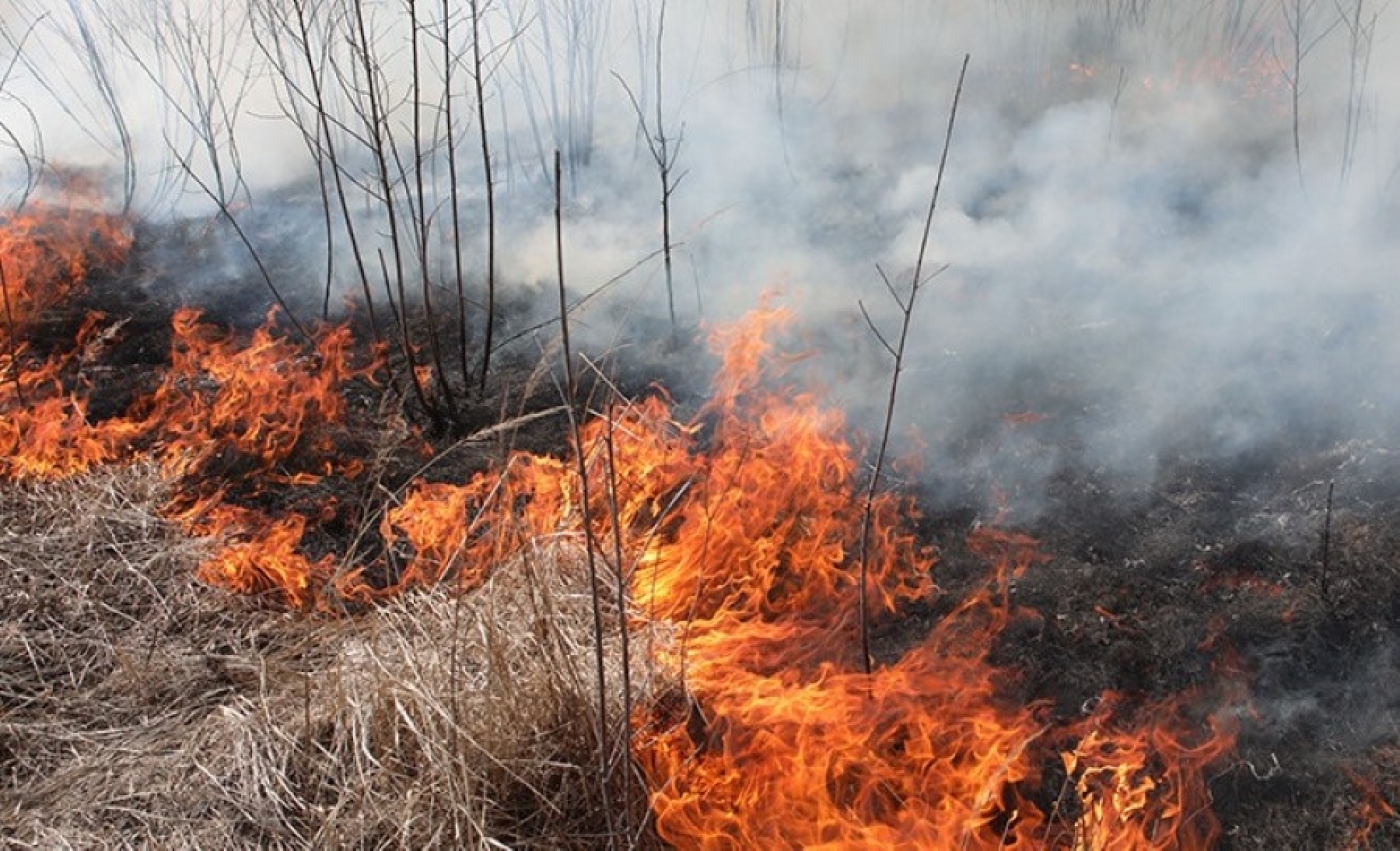 В Беларуси за минувшие сутки произошло 54 пожара травы и кустарников