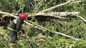 Дерево насмерть придавило могилевчанку во время непогоды