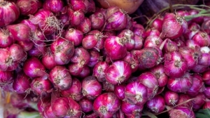 Лук будет крупным и здоровым. Как его посеять осенью?