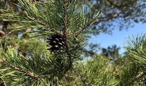 Ограничения на посещение лесов введены в 32 районах Беларуси