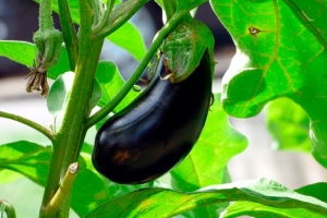 Если баклажаны не завязываются: срочно вносим эту простую подкормку