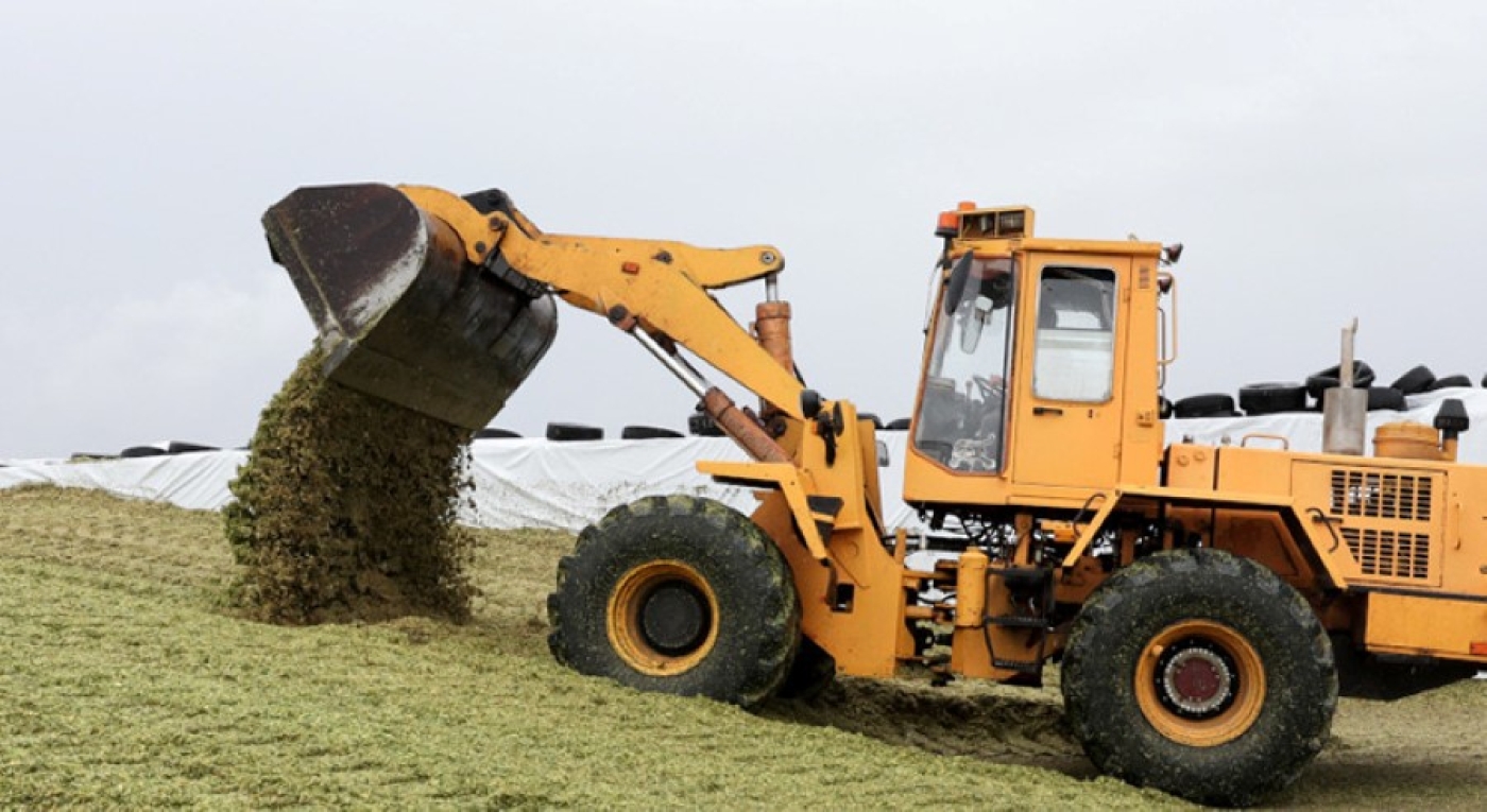 Закладывается в плющеном виде. В Минской области намолочено около 100 тыс. тонн зерна кукурузы