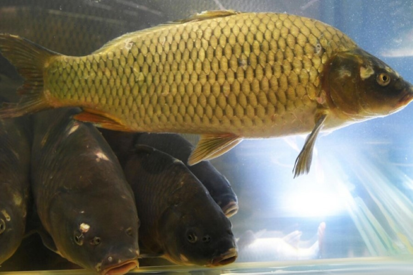 Ученые в Китае создали почти бескостного карпа