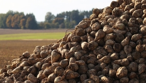 Свыше 5 млн тонн сахарной свеклы накопано в Беларуси