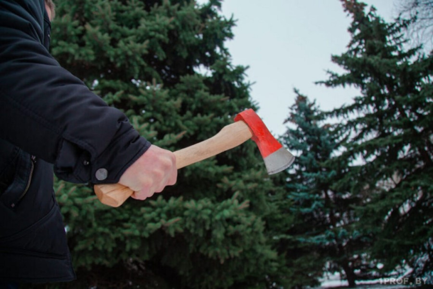 За незаконную рубку ели - штраф