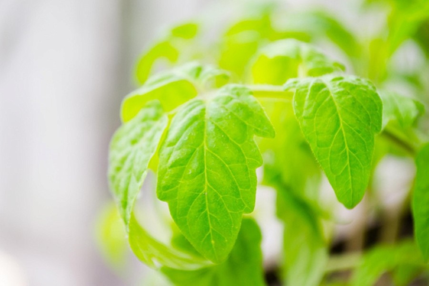 Скрутились листья томатов – этот способ вернет их в норму за ночь