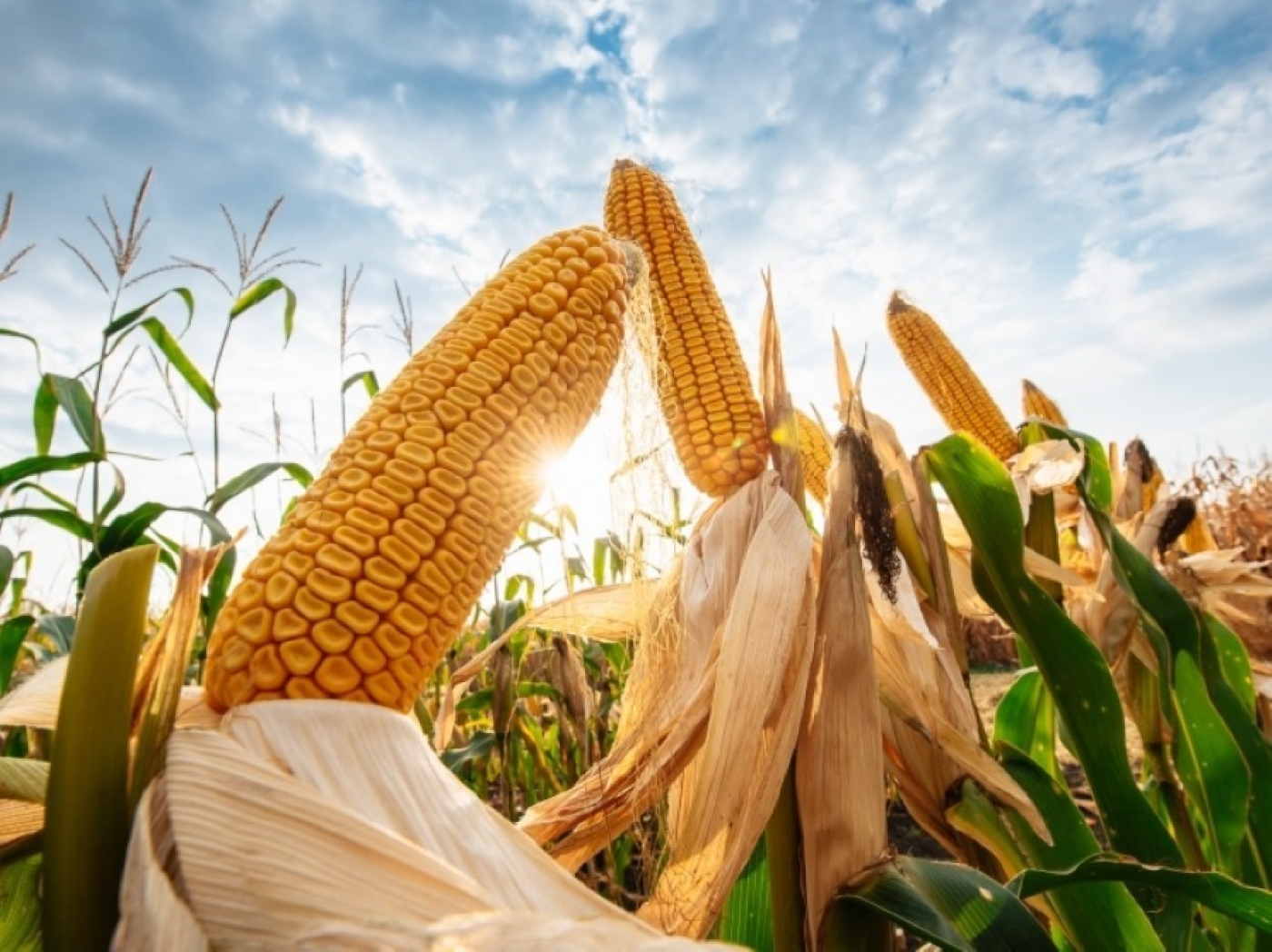 В ближайшее время погодные условия будут благоприятными для роста кукурузы